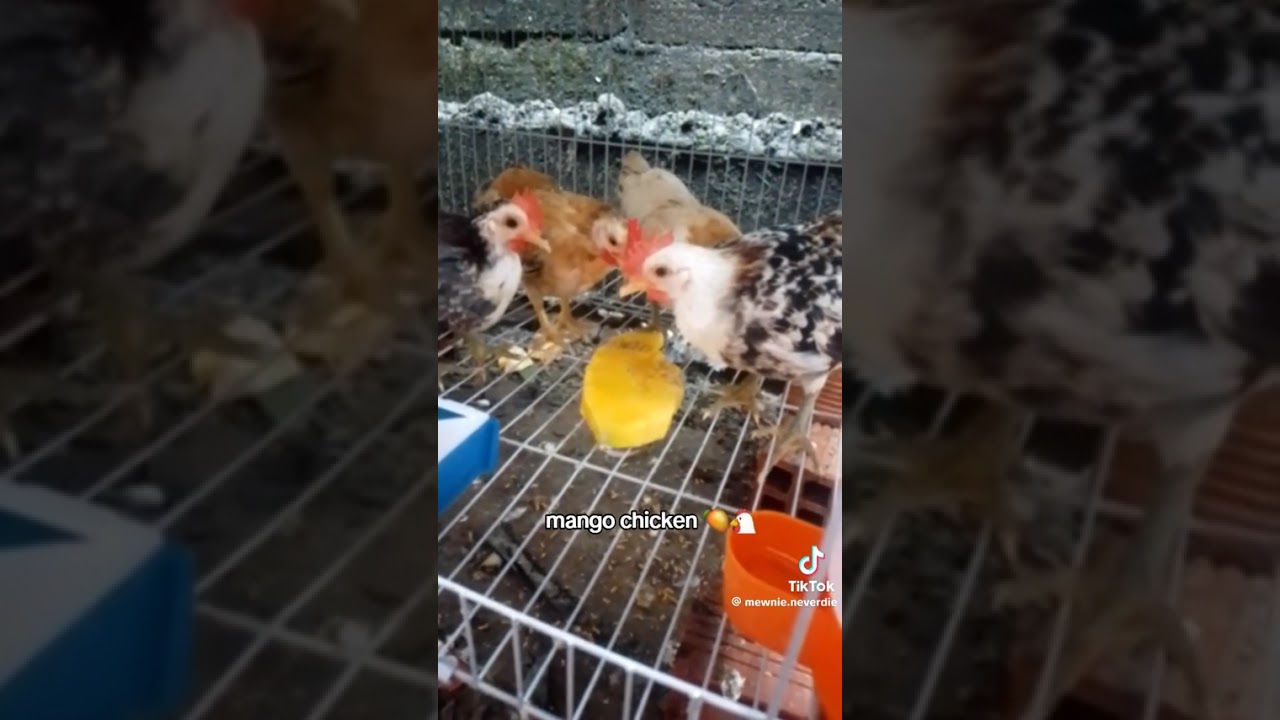 mango chicken 🥭🐓 