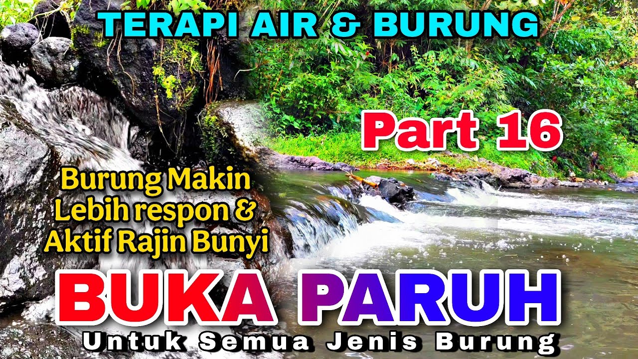 Semua Jenis Burung Cepat Buka Paruh, Terapi Air & Burung, Suara Hutan Alam Bebas Part 16
