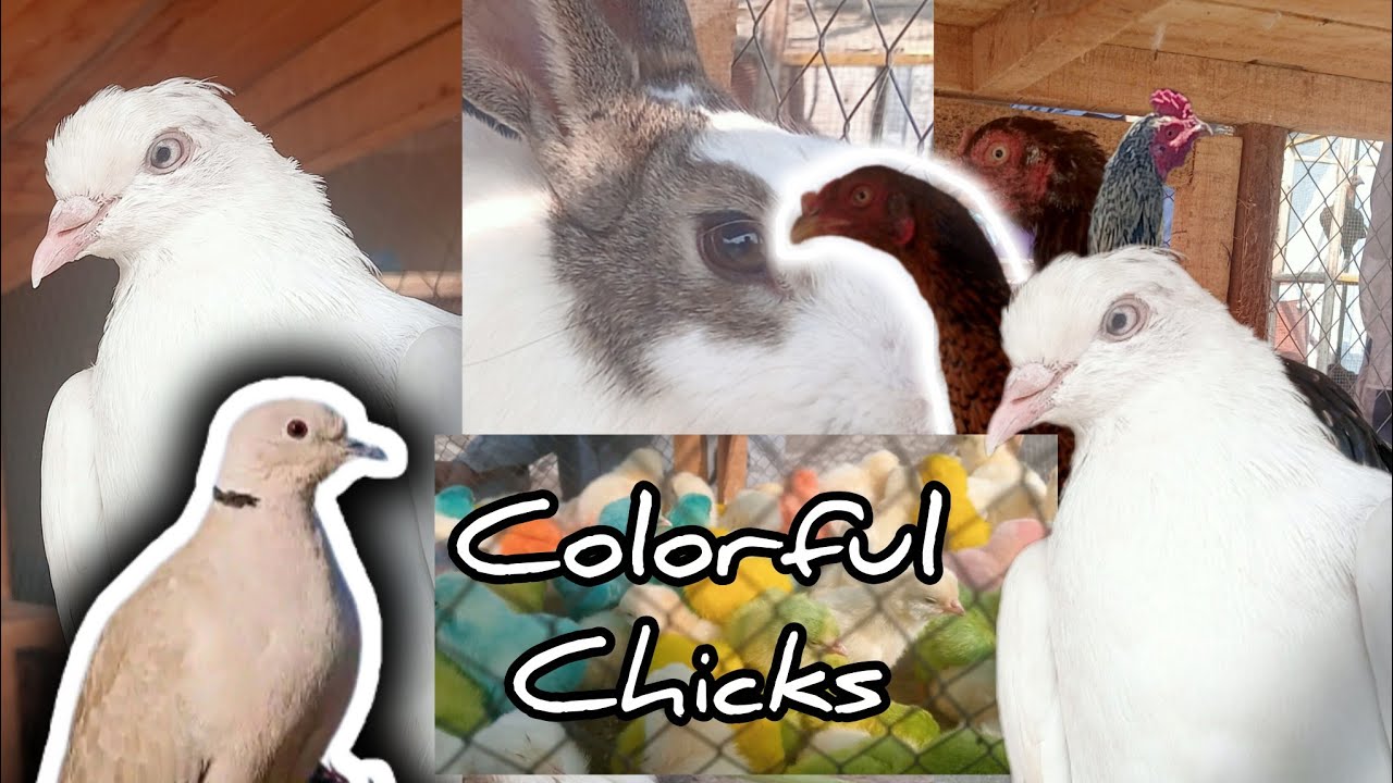 Colorful Chicks Hen piogen Market dadu #petsmarket #Colorfulchicks #Desimurgiya #aseelmurgiya 