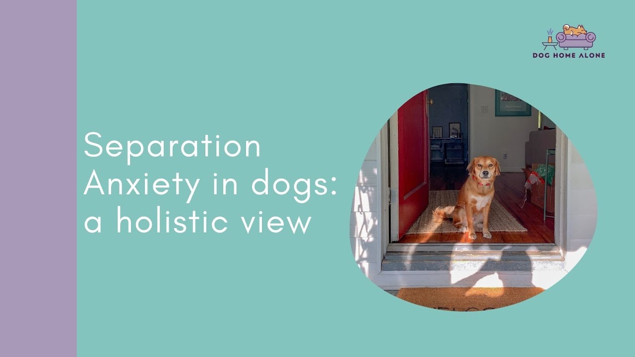 Separation anxiety in dogs holistic view