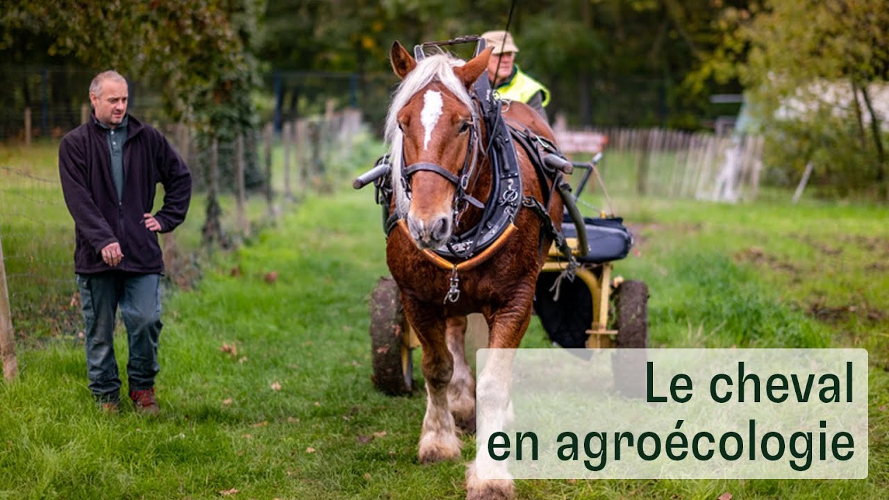 Le cheval en agroécologie