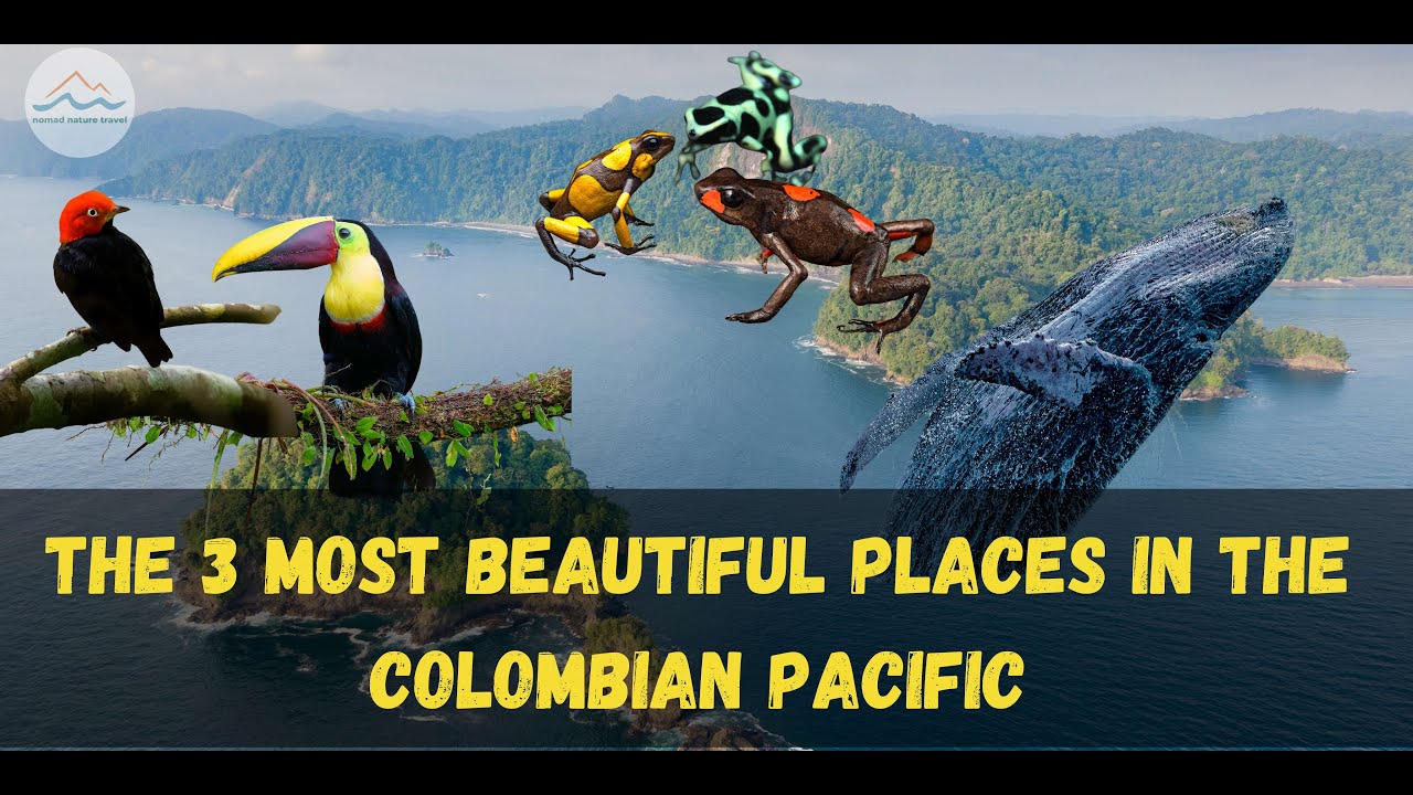 Beautiful Places in Colombia: The Pacific's Wildlife Hotspots