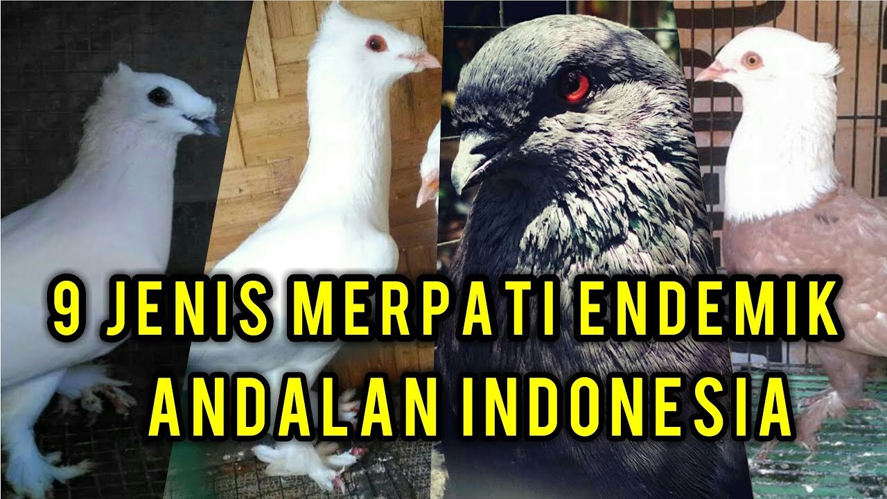 9 JENIS MERPATI ENDEMIK ANDALAN INDONESIA