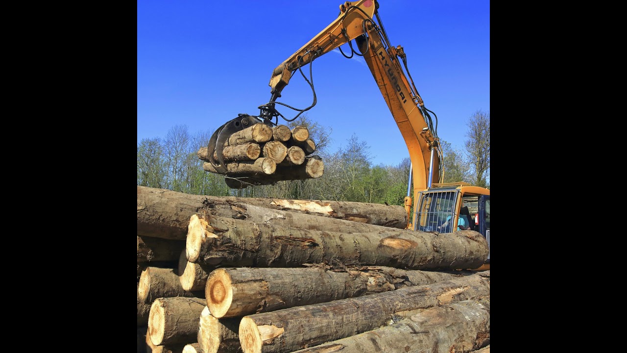 Holzpreise boomen, doch Waldbesitzer leiden