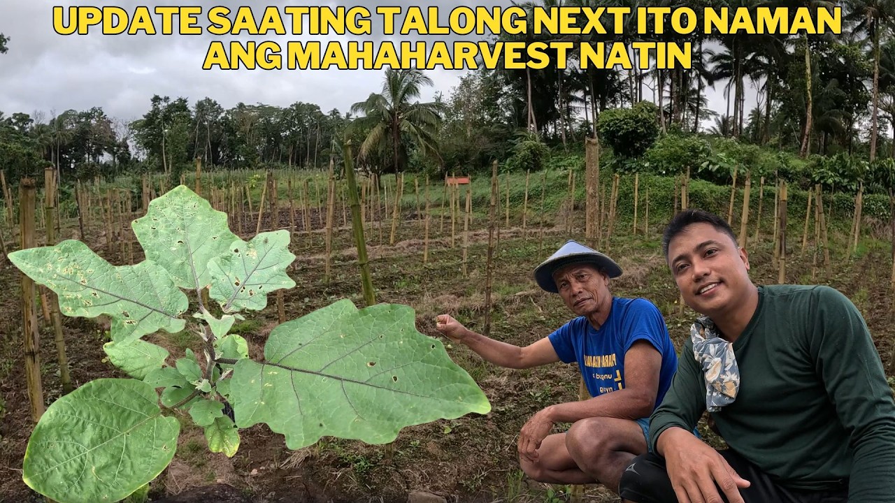 ITO NA ANG ATING NEXT HAHARVESIN SA SUSUNOD NA BUWAN THANK YOU LORD SA MAGANDANG BULAS NG TANIM