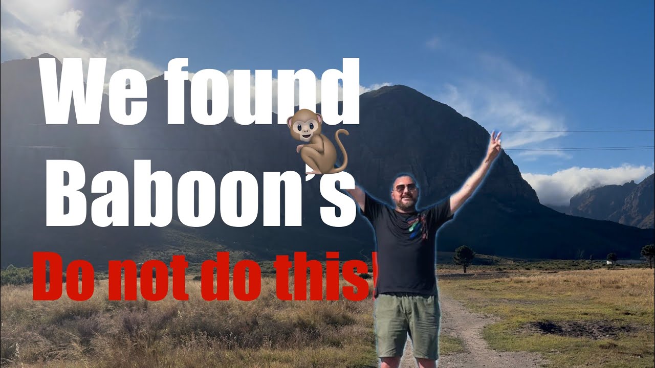 Visiting Baboons at Banhoek mountains
