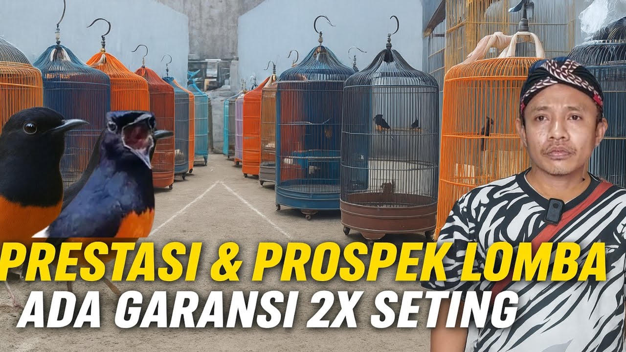 MURAI BATU PROSPEK LOMBA‼️ ADA YANG PRESTASI & GARANSI 2X SETINGAN‼️ HARGA DI LUAR AKAL🔥