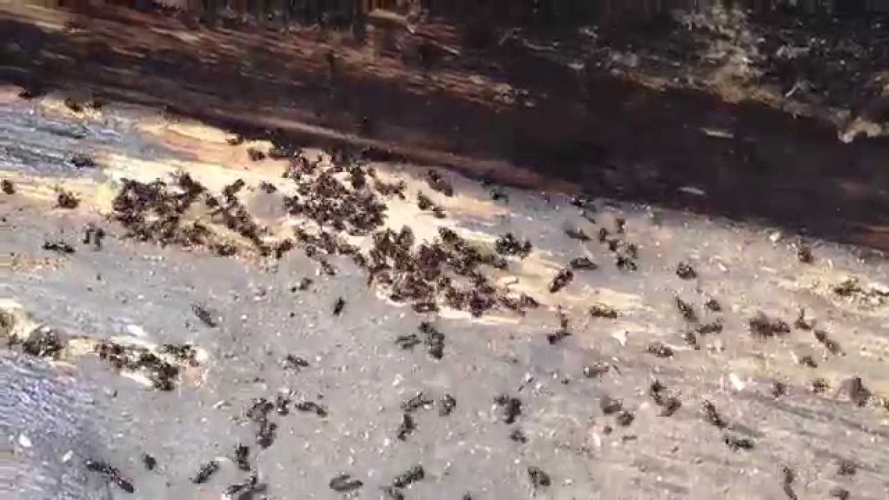Carpenter Ants Ottawa's Largest Population