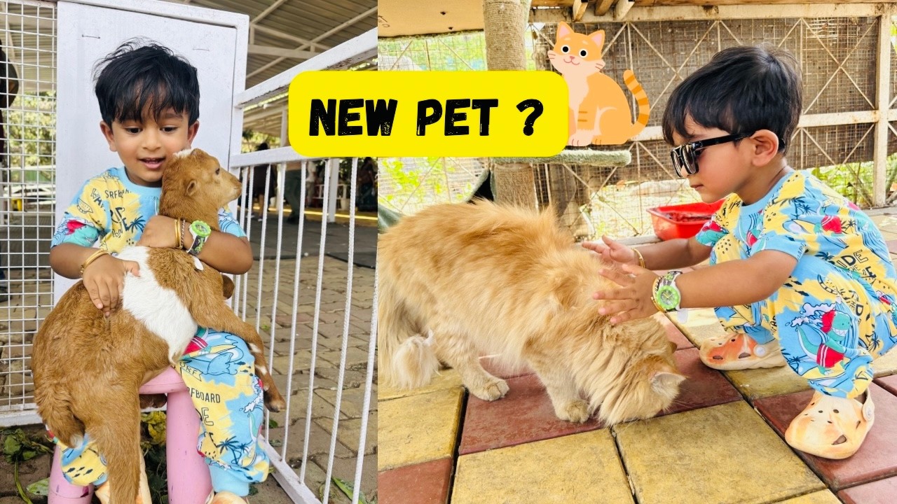 ছেলের আবদারে বাড়িতে নতুন Pet 🐈 Cat খুব পছন্দ 😍