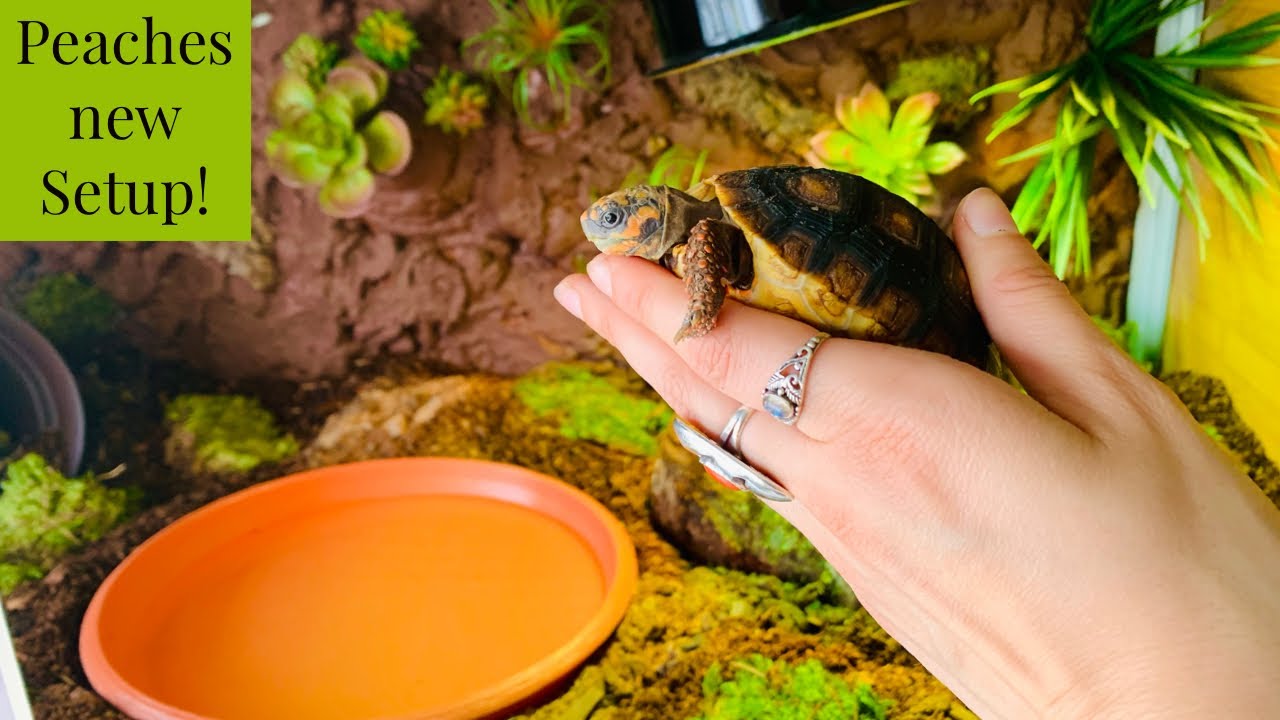 Red Footed Tortoise Enclosure Upgrade to Zen Habitats!