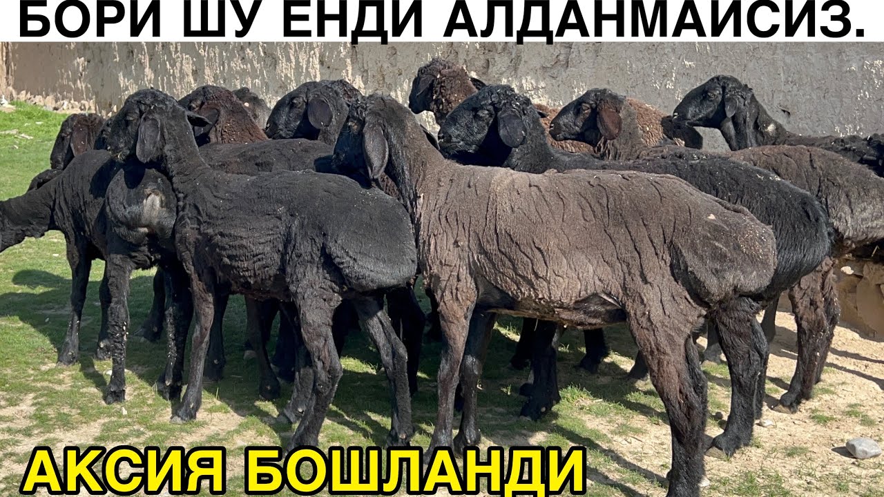 ДИҚҚАТ АЛДАНМАЙСИЗ  ☎️+998772317574