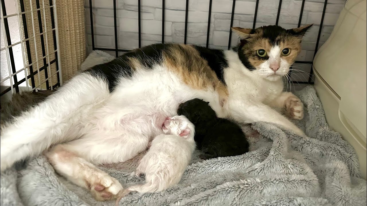 産まれる命と旅立つ命‥多頭飼育崩壊の現実【ポノfam物語#2】Lives being born and dying one after another.