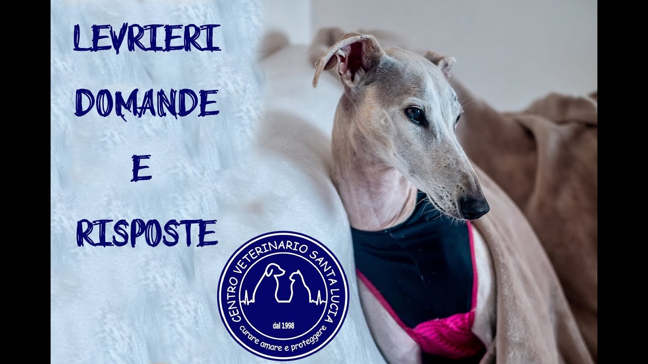 51 - Levrieri: Domande e risposte sulla cura e il benessere di questo fantastico cane.