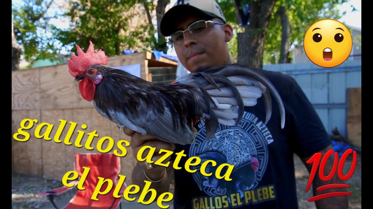 VISITA A CRIADERO ;GALLITOS AZTECA EL PLEBE