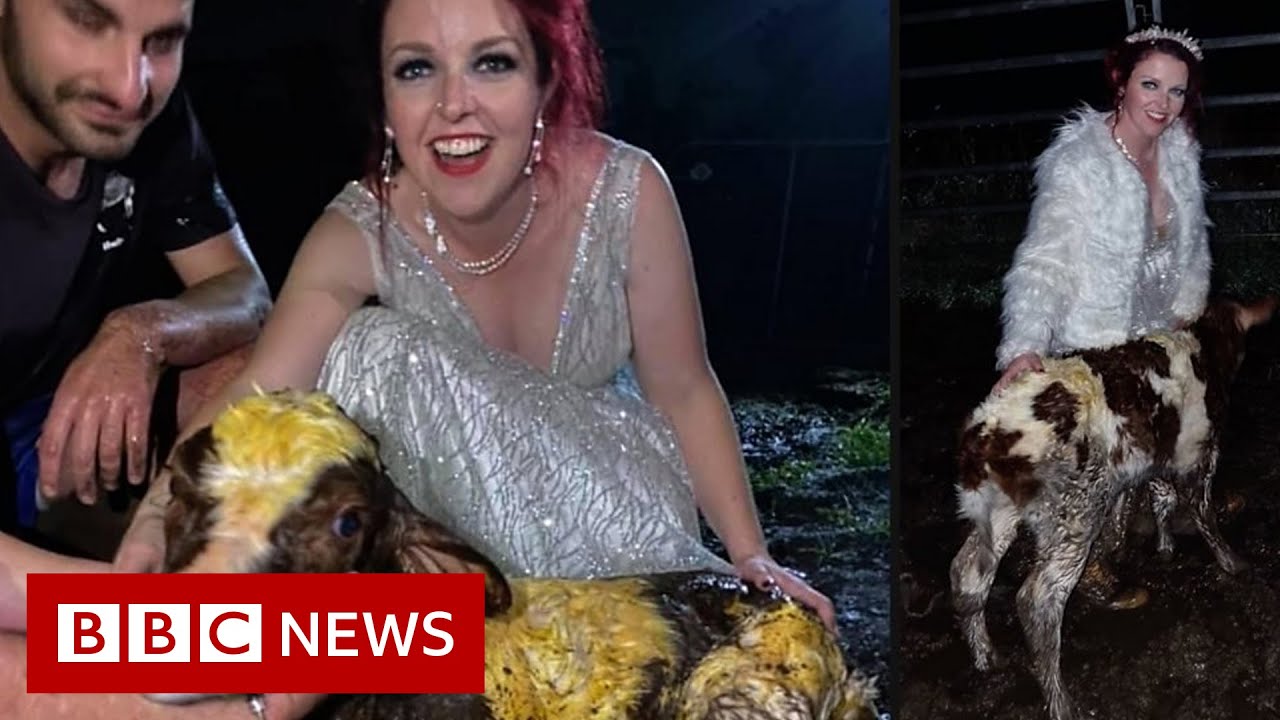 Australian bride gets muddy for arrival of calf at wedding - BBC News