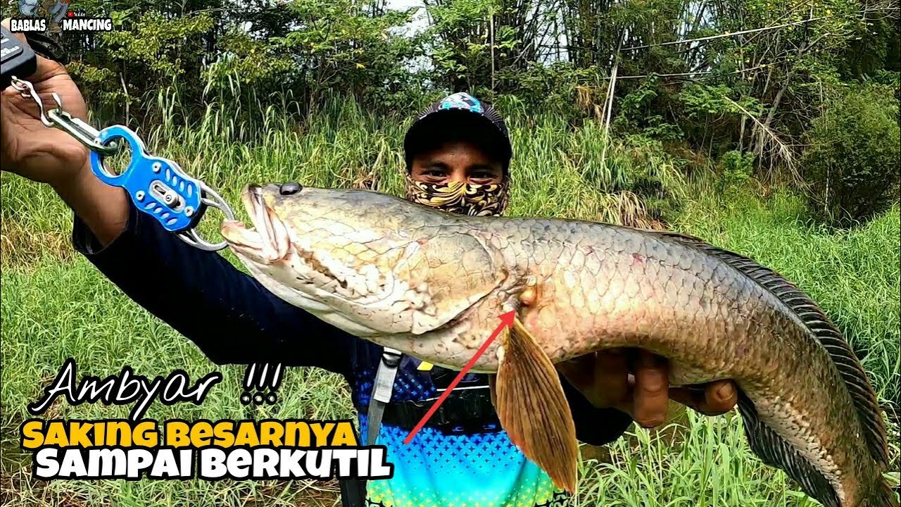REKOR MANCING PALING AMBYAR JORAN NYARIS PATAH NARIK GABUS MONSTER / CASTING IKAN GABUS