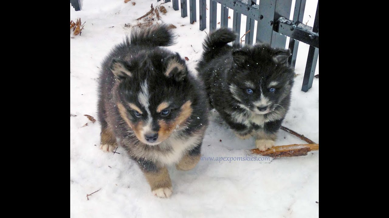 Pomskies Playing In The Snow