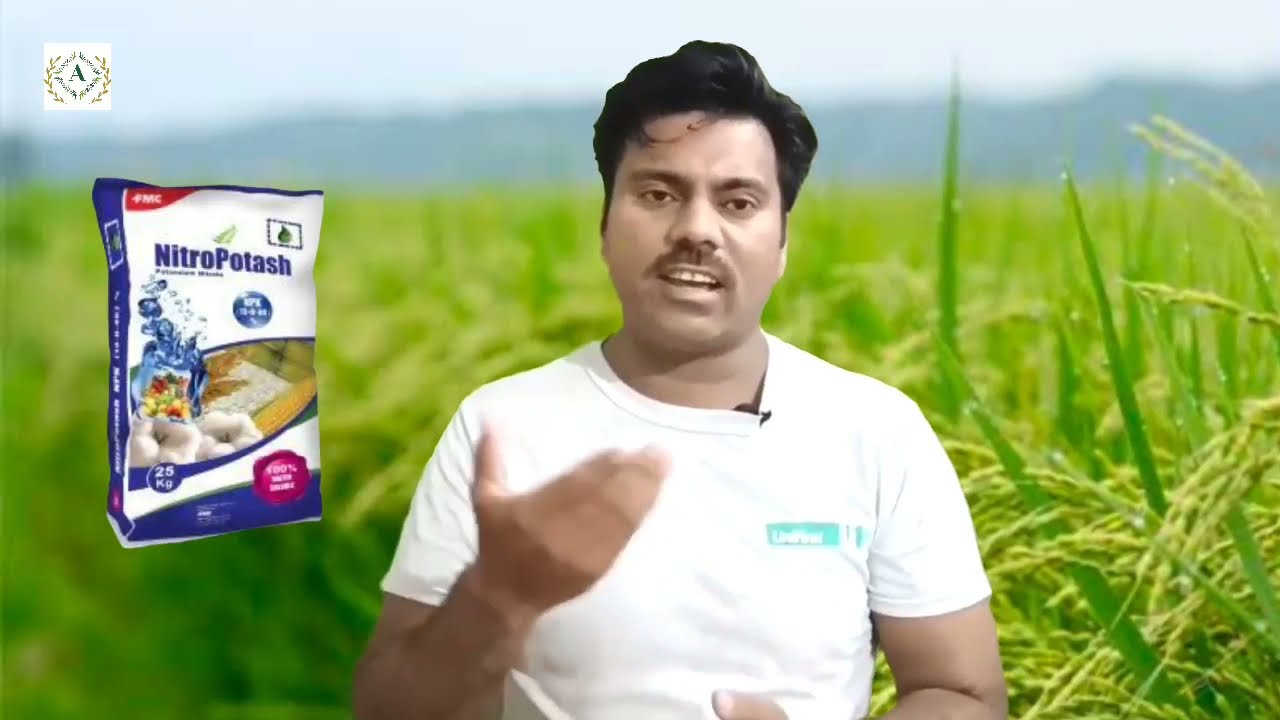 Potassium use in rice crop | Potash fertilizer application in paddy field |Potash spray time in rice