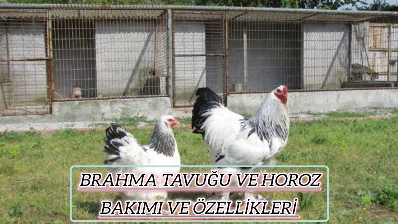 Brahma tavuğu ve horoz bakımı özellikleri. @Gezercim
