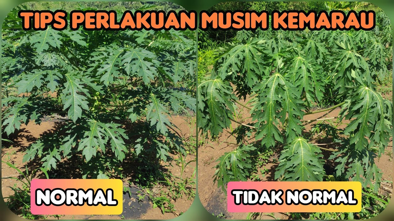 Perawatan Pepaya California Dimusim Kemarau Supaya Tetap Segar Tidak Layu