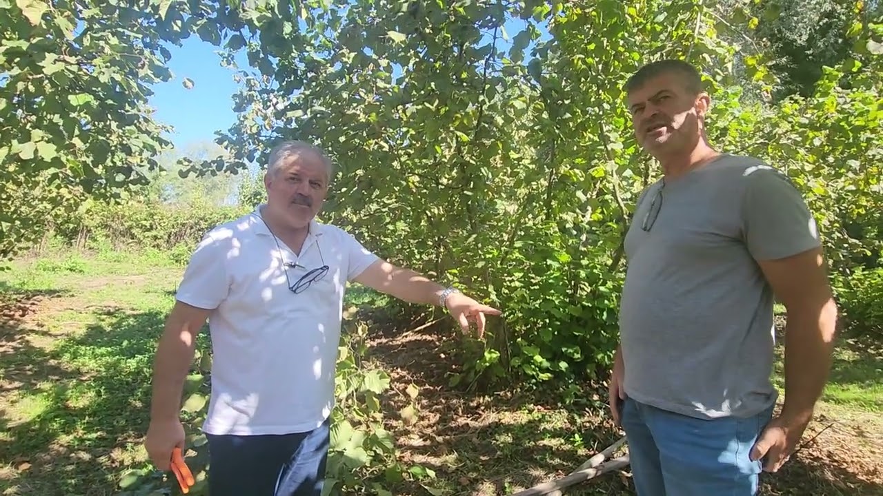 12 Eylül 2025 Fındık neden boş ve eksik oldu 0543 445 12 55