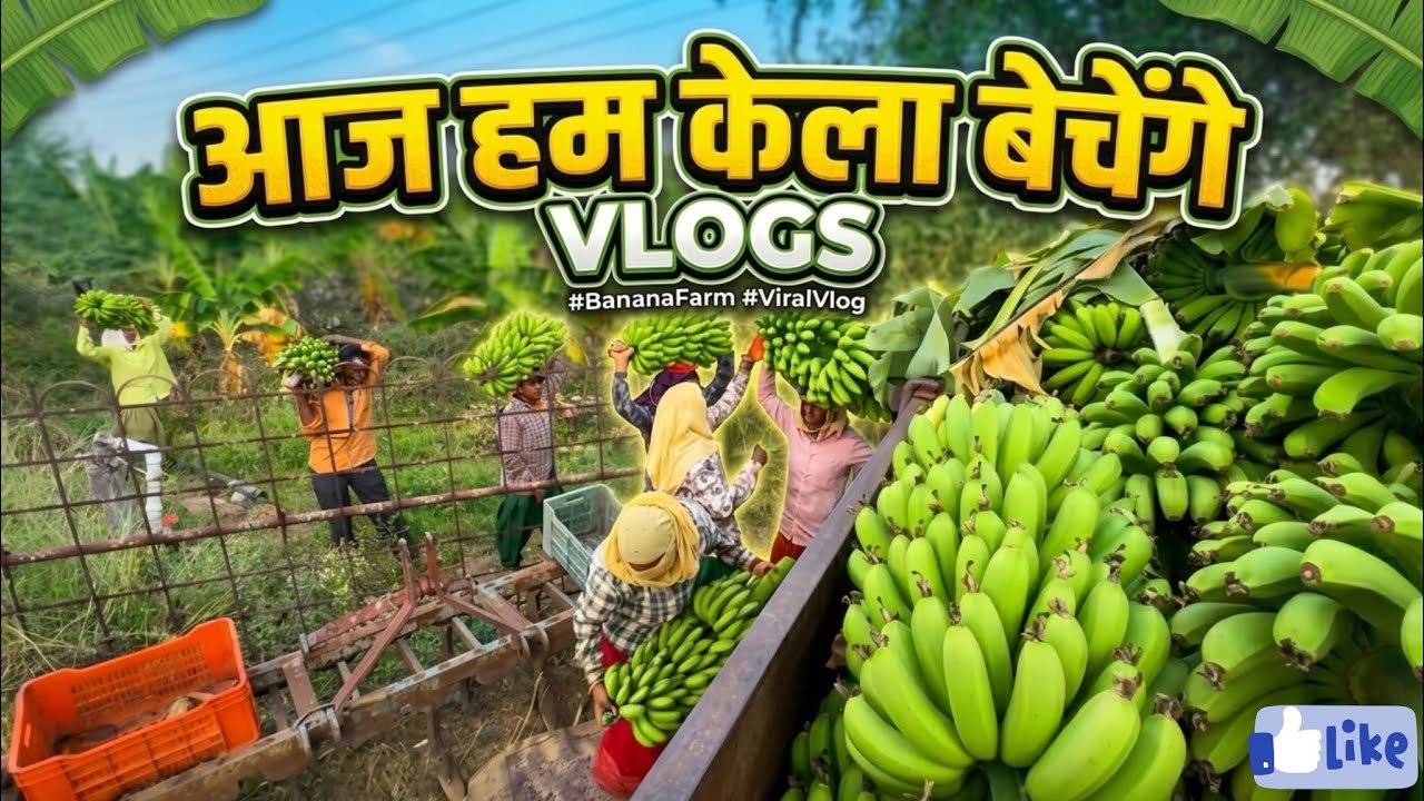 आज हम केला काटने जाएँगे लेकिन बड़ी समस्या होगे ! Ajay Janghel Vlogs / Dailly Cg Vlogs Video