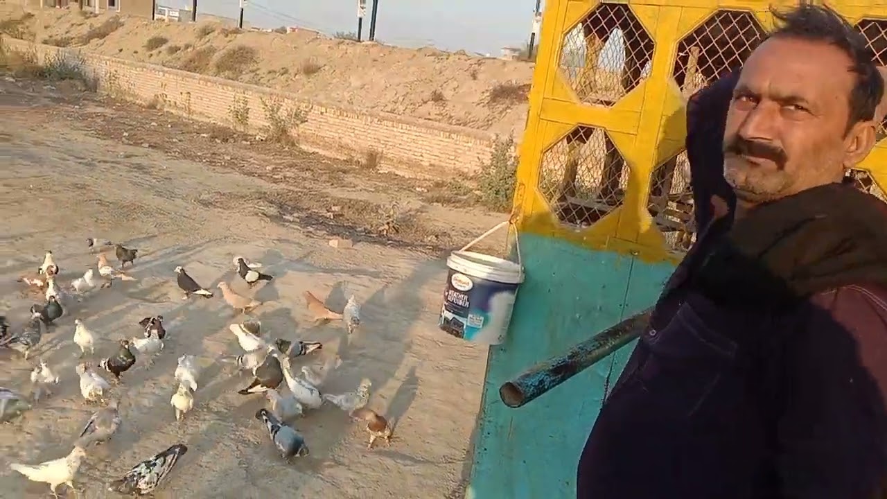 Raja bahawalpuri bwp DHA  mai aj pher say kaboter bazi ❤️ love bahawalpur