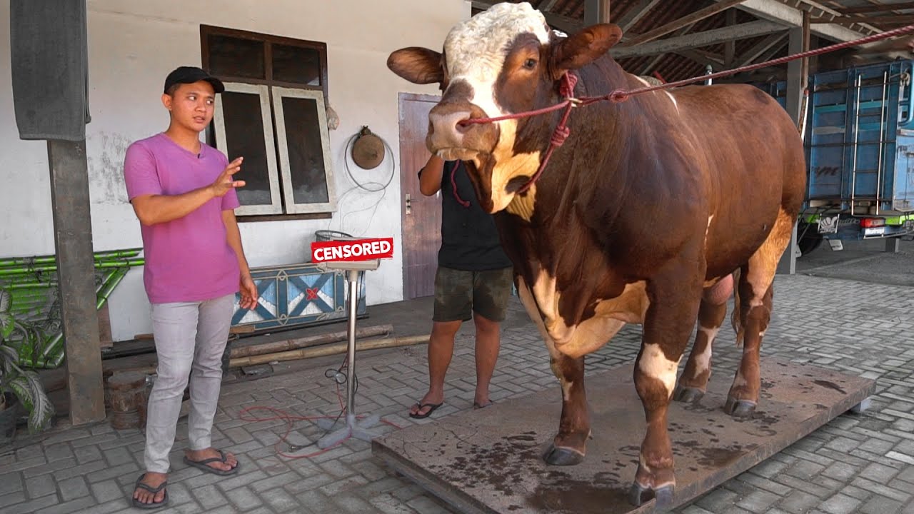 LOLOS DARI QURBAN !! BEGINI KONDISI & BOBOT MARVEL SEKARANG !! Sapi Simental Ganteng