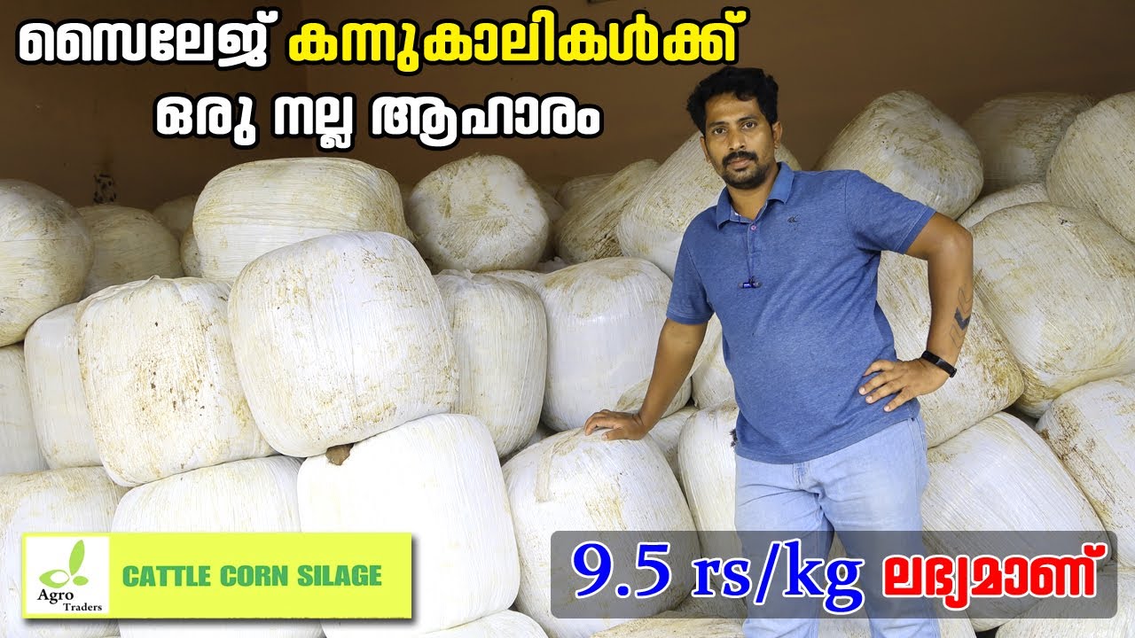 മികച്ച ശരീരവളർച്ചയും മികച്ച ഉത്പാദനവും ഉറപ്പാണ് | sileage sale | സൈലേജ് | കേരളത്തിൽ എവിടെയും