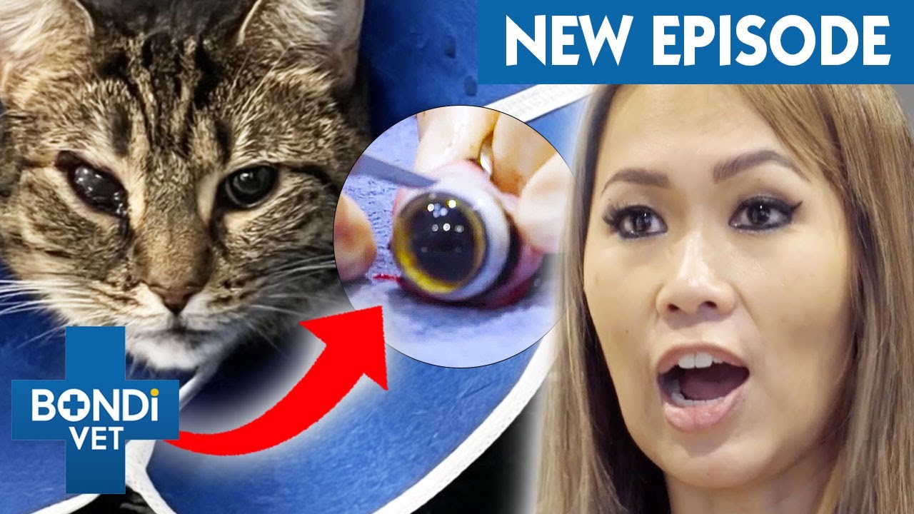 Miracle Cat Who Survived 13-Storey Fall Has Eye Removed 💔 Coast to Coast S6E8 | Bondi Vet