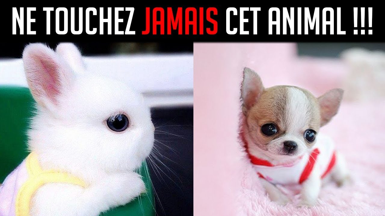 12 ANIMAUX ADORABLES MAIS EN FAIT TR&Egrave;S DANGEREUX (⚆ _ ⚆)
