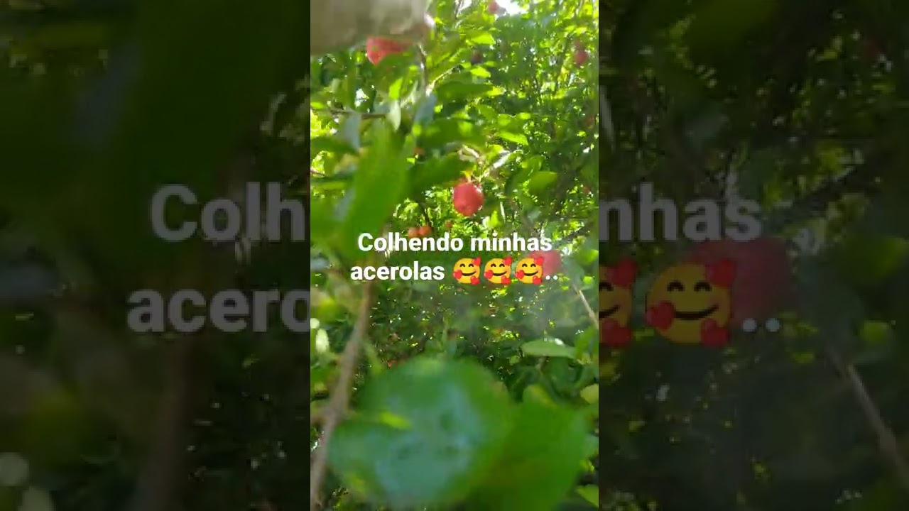 colhendo acerolas... 🥰🥰
