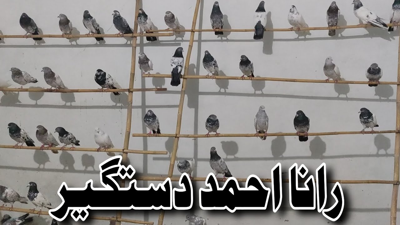 My Best Pigeons Pairs | love birds