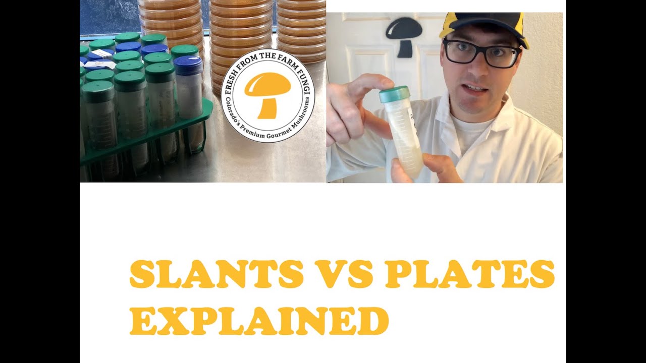 Slants vs Plates explained: mycology tips and tricks