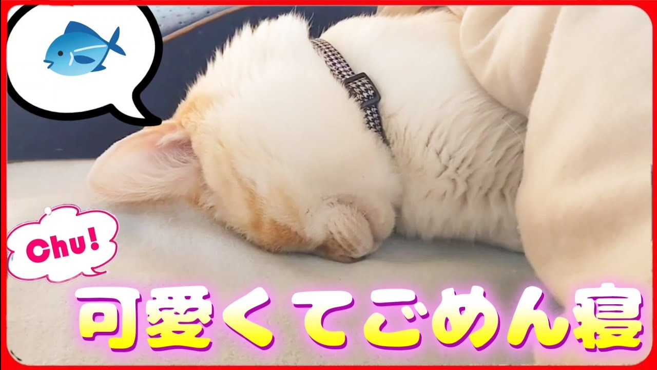 【ごめん寝】おミルの寝方がいくら何でも癒し過ぎる件。20260317、カラス＆四つ足クインテット（仮）