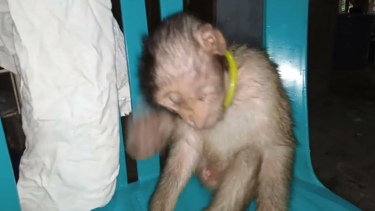 Anak monyet Ciko gak sabar mau minum susu