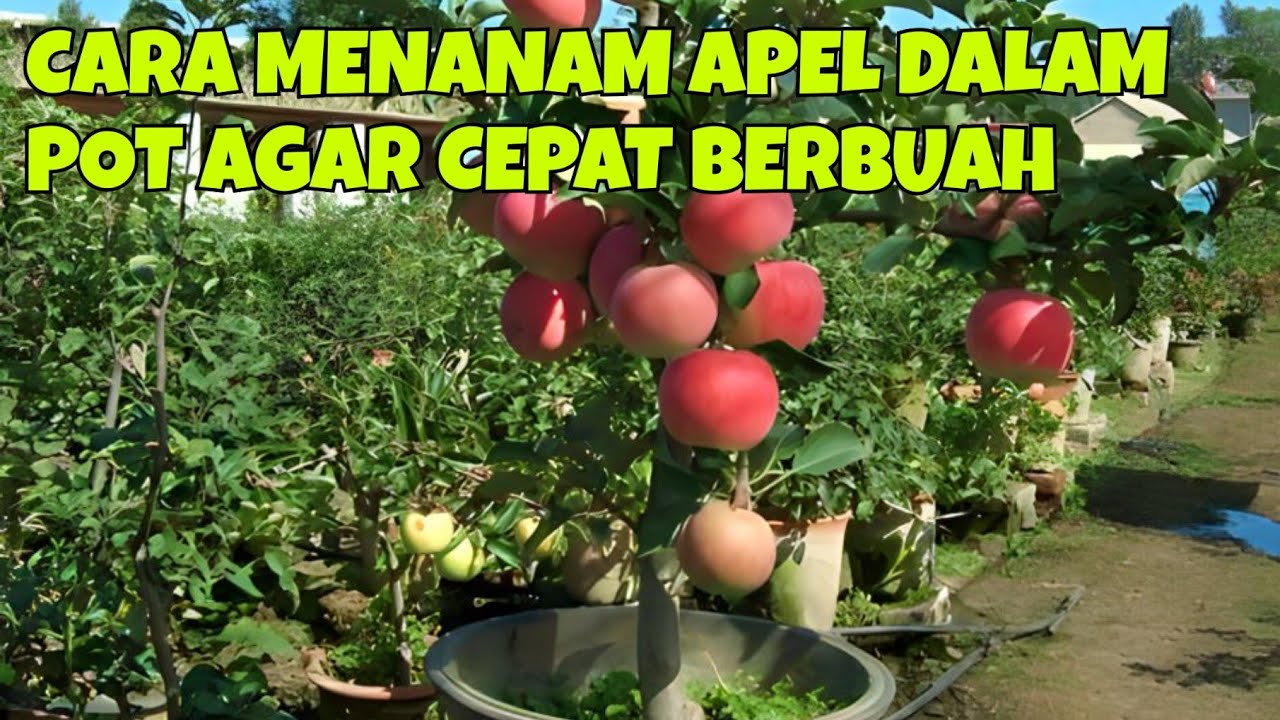 CARA MENANAM APEL DALAM POT AGAR CEPAT BERBUAH