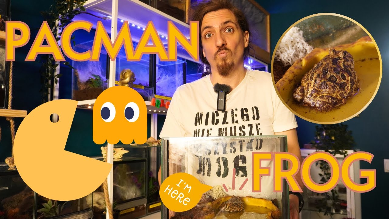 PIERWSZA ŻABA W DOMU | NIE SPODOBAŁO JEJ SIĘ TO | PACMAN FROG | TERRARIUM DLA ŻABY ROGATEJ
