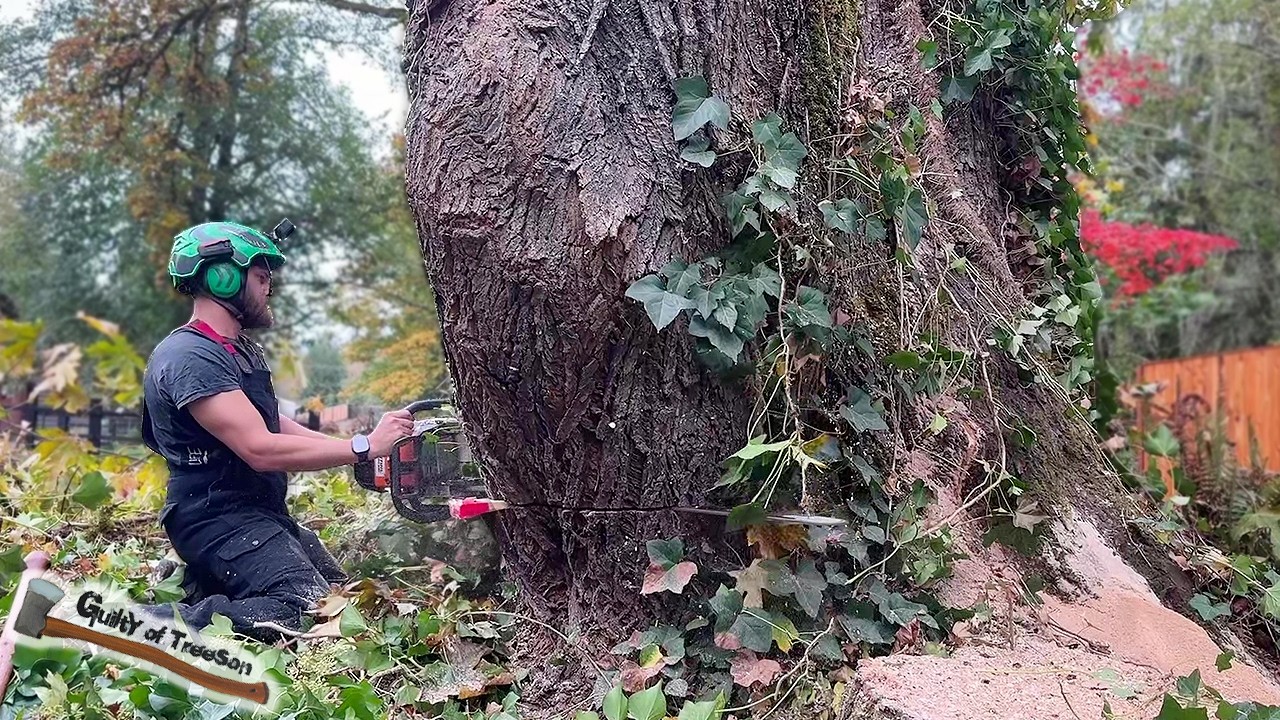 It took TWO DAYS to remove this giant Bigleaf Maple!! Massive tree TAKEDOWN!