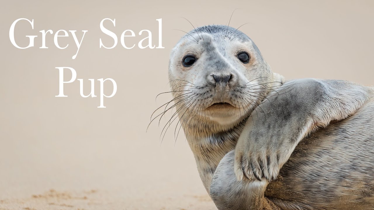 Grey Seal Pup