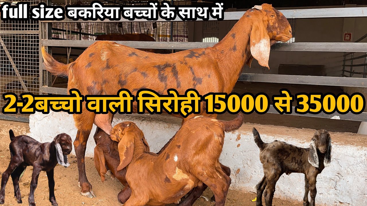 15000 से शुरुवात 2 बच्चो वाली बकरिया राजस्थानी बकरिया (टॉप क्वालिटी टॉप प्राइस ) 9783341533 #goat