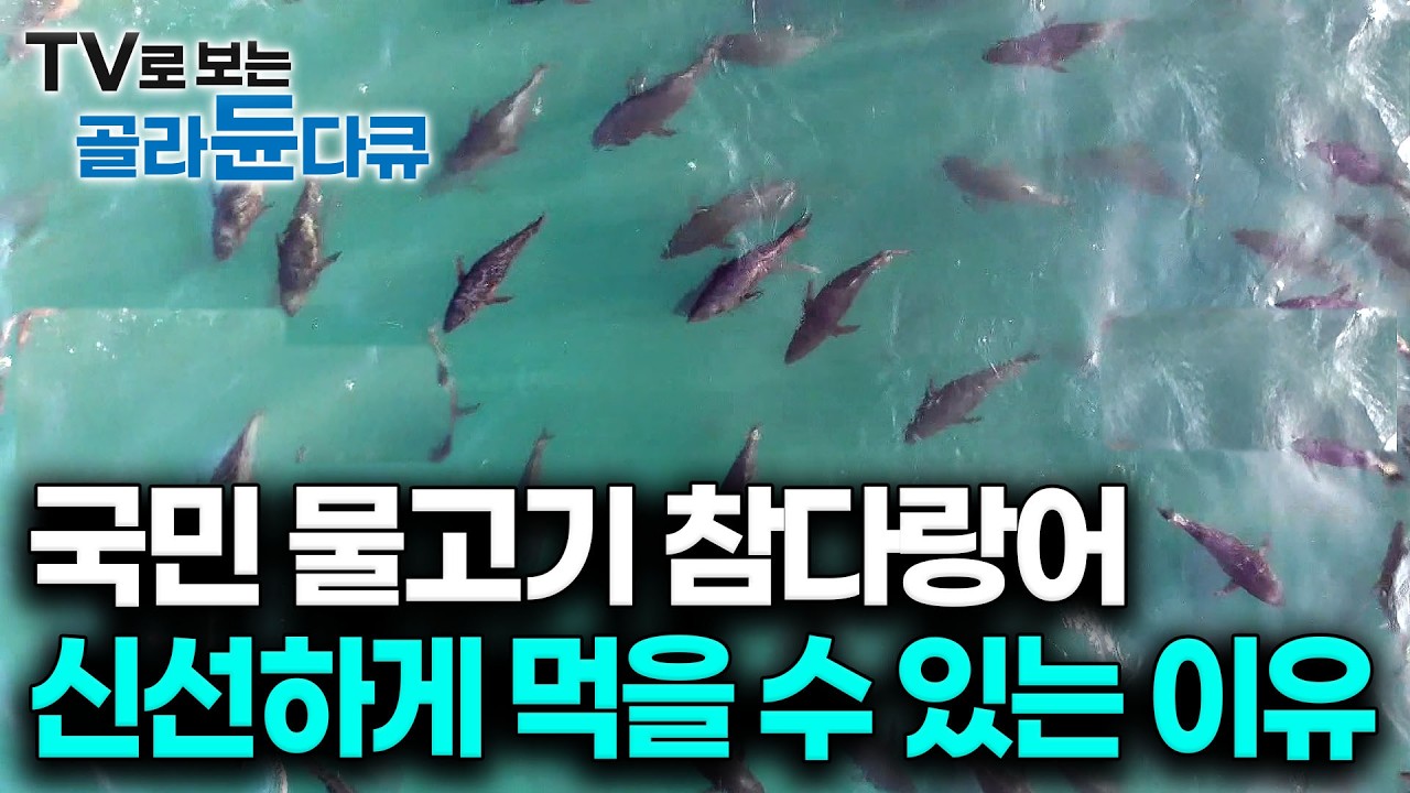 하루 5000kg먹는데, 신선도 떨어지는 미끼는 입에도 대지않는 귀족물고기 참다랑어 양식｜통영 욕지도 참다랑어 양식장｜극한직업｜TV로 보는 #골라듄다큐