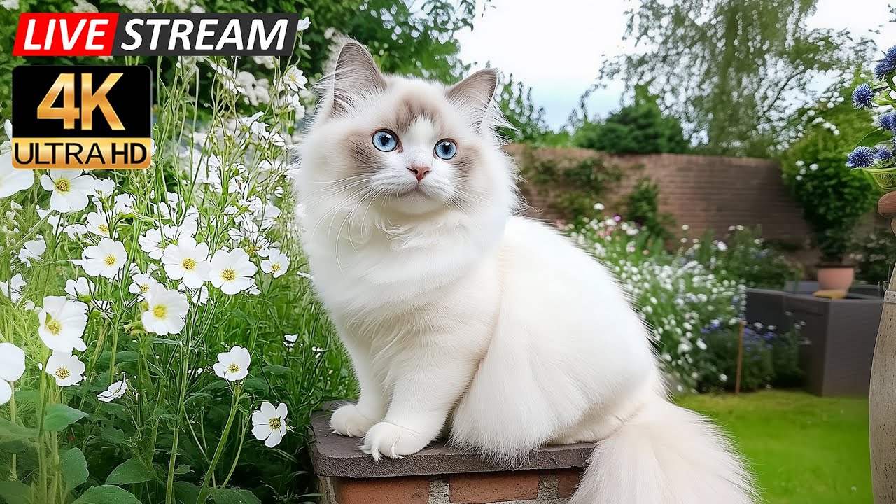 12 часов целебных звуков для кошек 🐈 Мирные мелодии для исцеления, сна и эмоционального комфорта