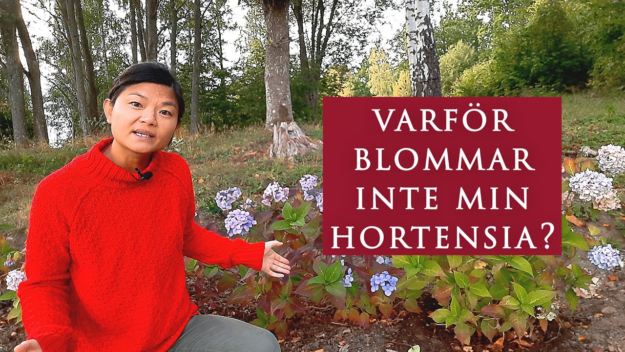 Skötseltips för Hortensia, Endless Summer, vilken jord, klippning, gödsling, vattning och täckning.