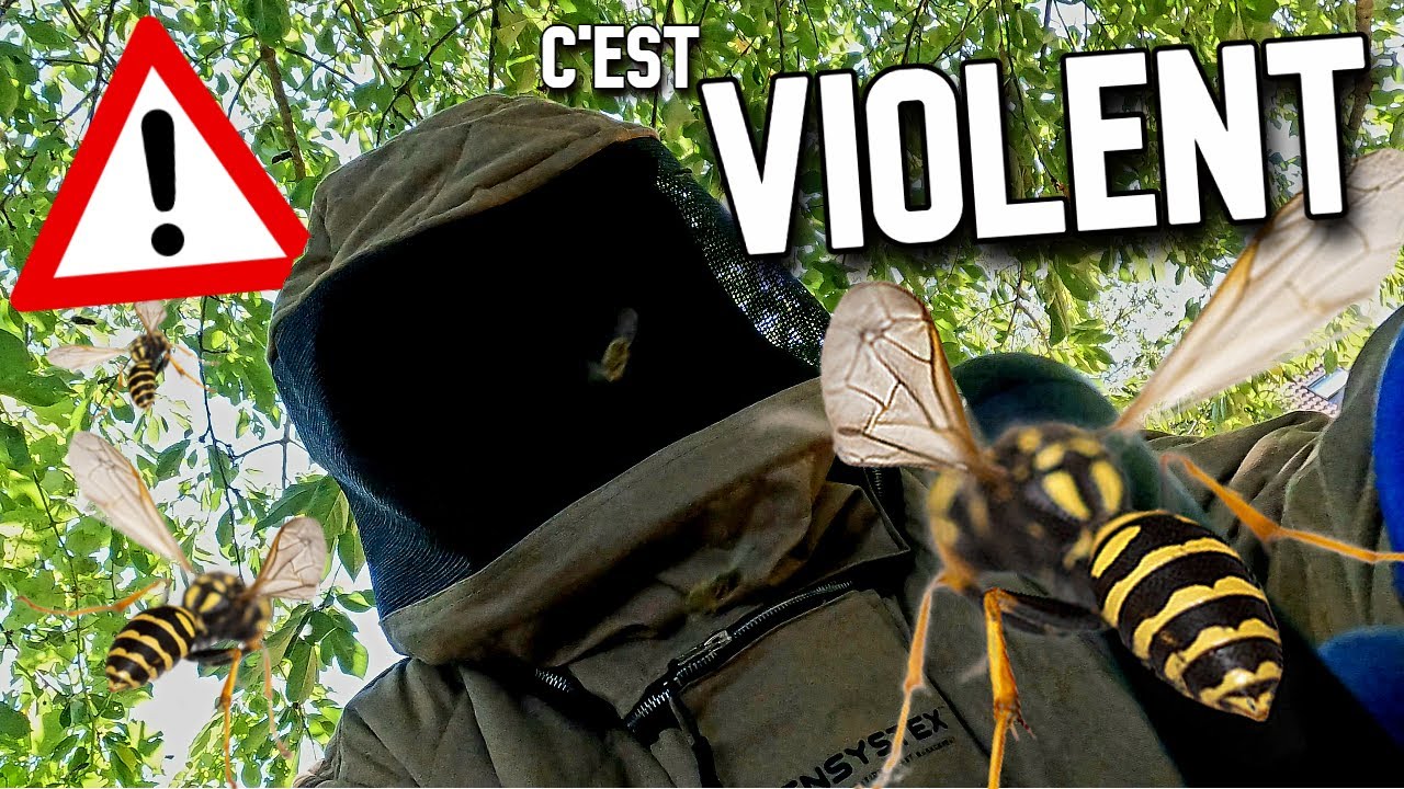 Une attaque de guêpes LEGENDAIRE !! (ça aurait pu mal finir)