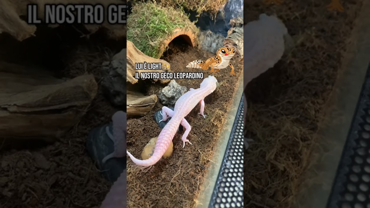 COME tenere un GECO LEOPARDINO🦎🦎 