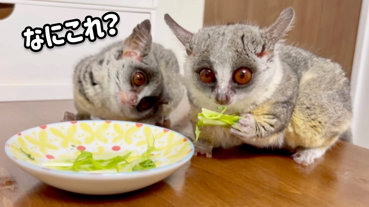 水菜に首をかしげる猿 Monkeys tilts them head at the food they sees for the first time.
