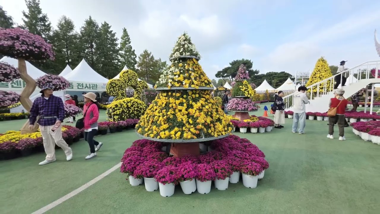 익산 천만송이 국화축제 2025.10.25 노래 : 가을편지