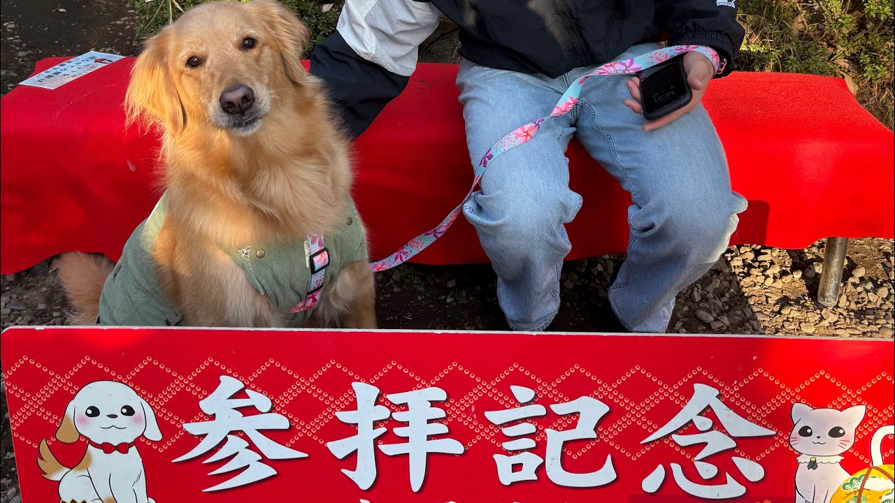 【Vlog】大型犬と初詣に行ってきました