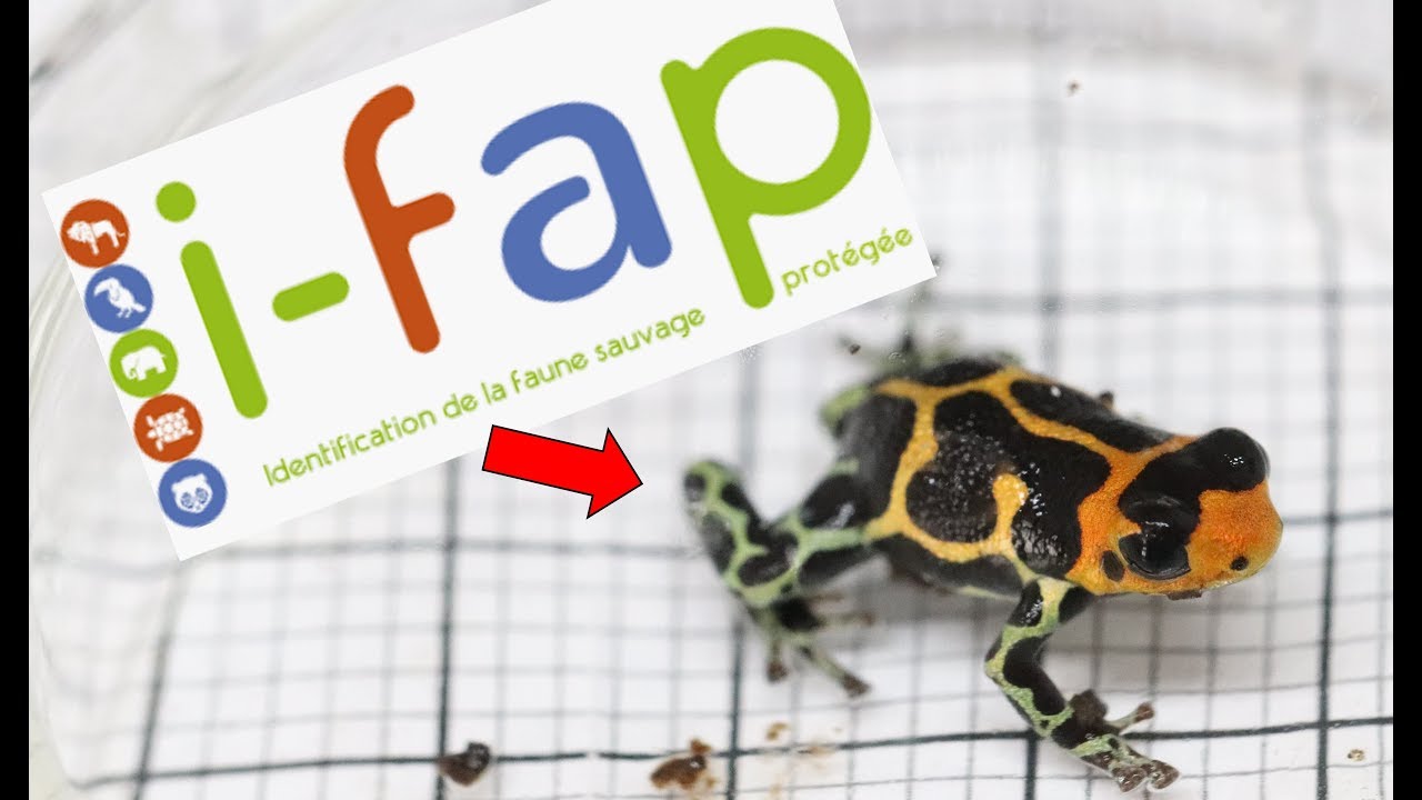 Identifier et enregistrer ses petites bêtes sur l' i-fap!